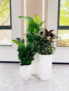 深度解析杭州湾植物租赁方案，不容错过